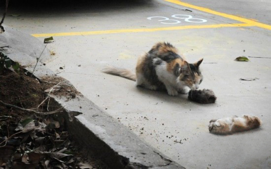 虐猫掰断猫腿图片