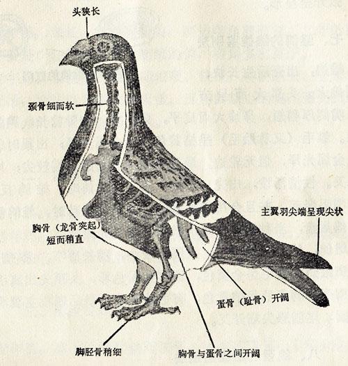 鸽子正羽的结构图图片