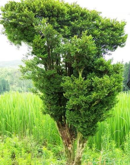 野生黄杨木树高清图片图片