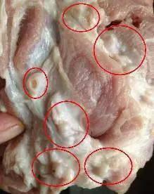 2,猪脖子里的肉疙瘩:病菌和病毒羊悬筋又称蹄白珠,是一种串粒状,圆柱