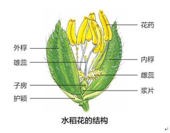 水稻花的主要结构图片