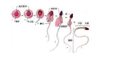 精子是什么产生出来的图片