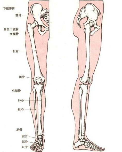 正常人腿骨图片