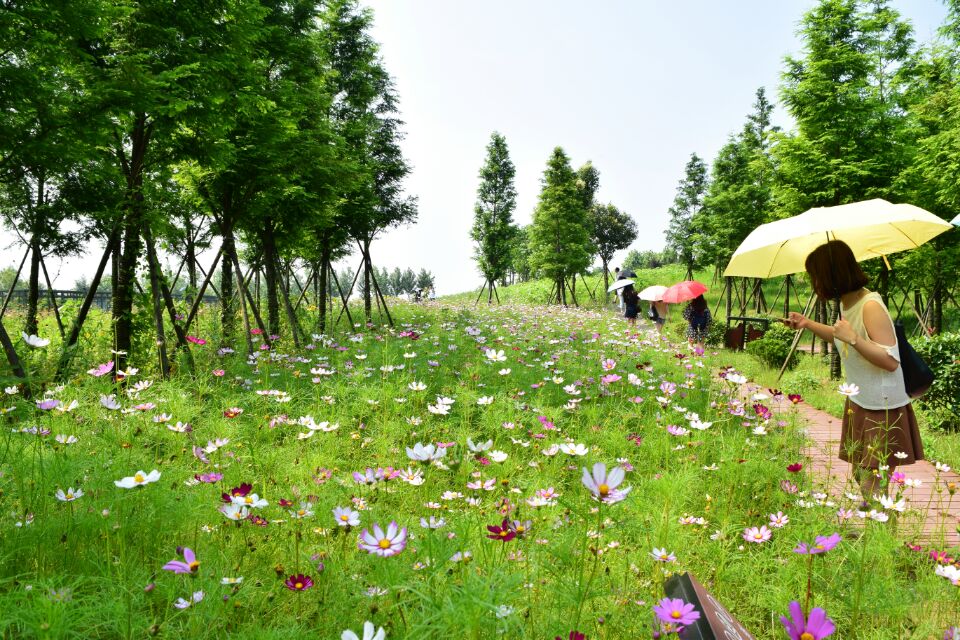 杭州湾花海图片