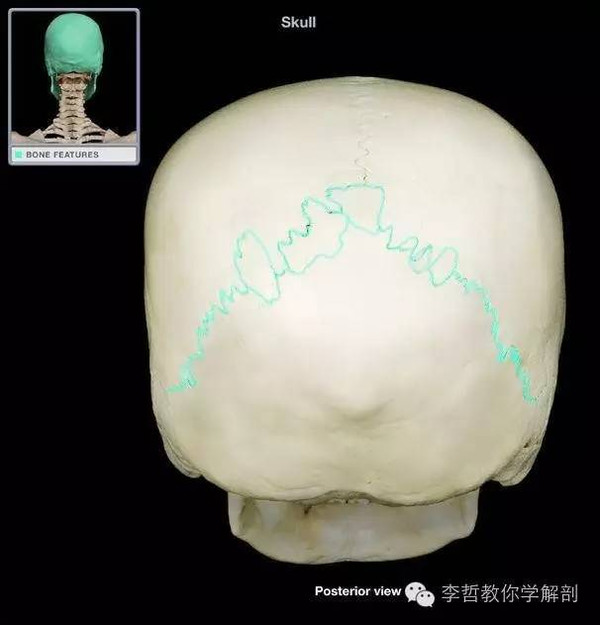 冠狀縫(單獨)4.篩骨(單獨)3.枕骨大孔(單獨)2.額骨(單個)1.