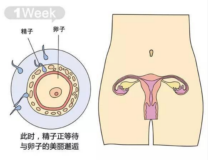 胎儿每周大小对比照,太形象了!