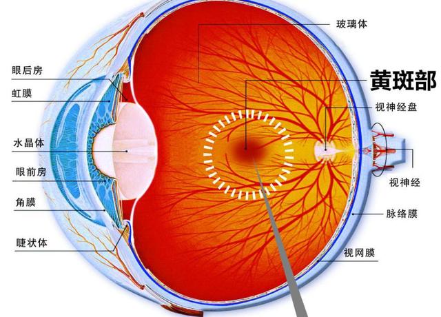 视网膜盲点图片