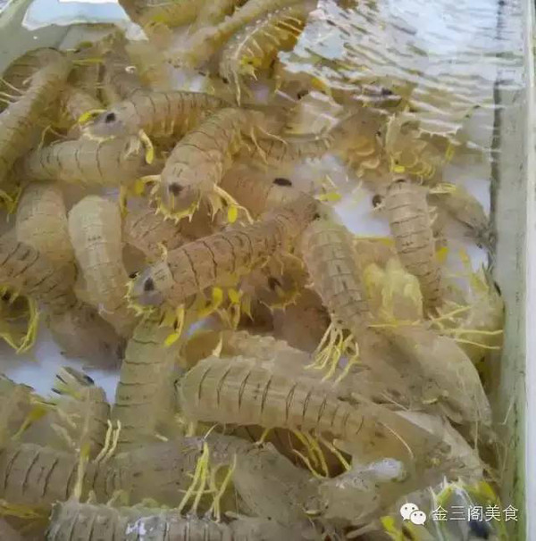 作为濑尿虾控,怎么会少得这道美味,听老板介绍,现在是濑尿虾的盛产