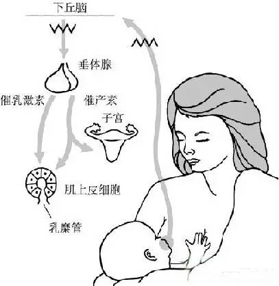 花5000元找催乳师