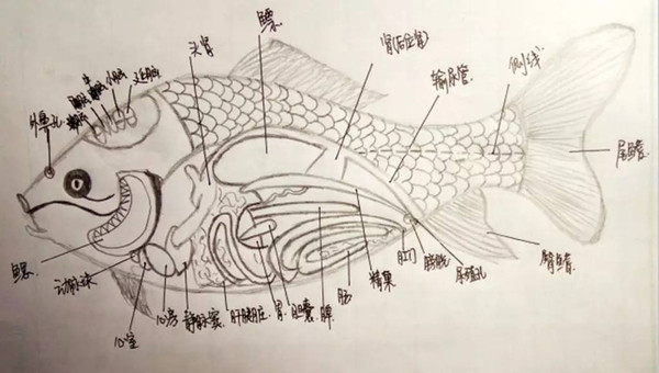 鲫鱼内部解剖图手绘图图片