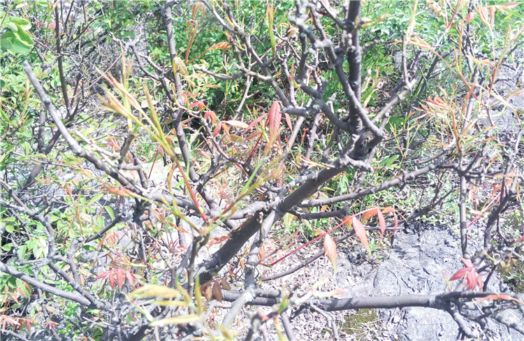 野生黄鹂芽树图片