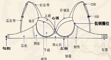 文胸结构图讲解图片