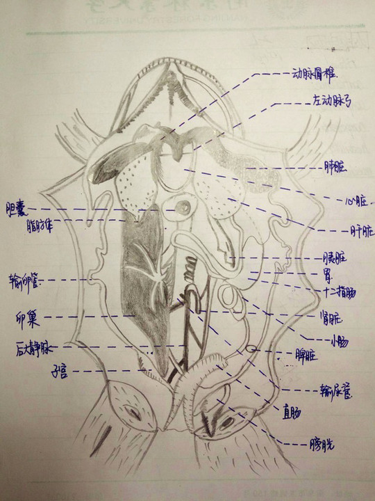 牛蛙的内部解剖结构图图片