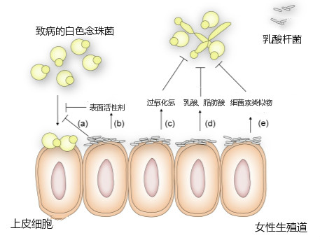 乳酸菌图片结构图图片