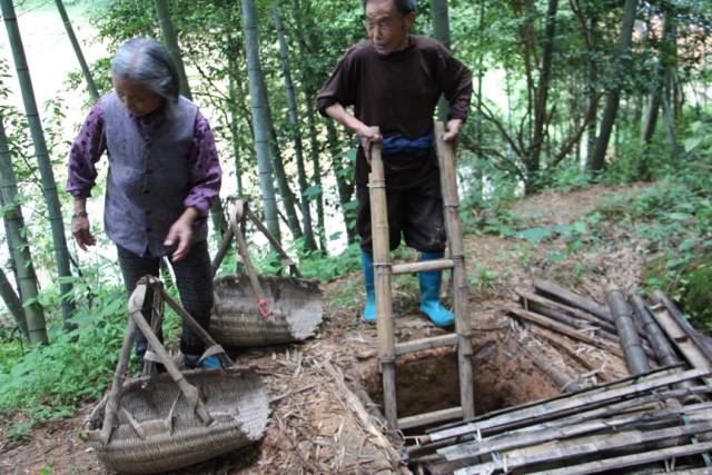 窖收捡生姜)(老人龙晚仔将从地窖里收捡来的生姜挑到村站去)在土岭村