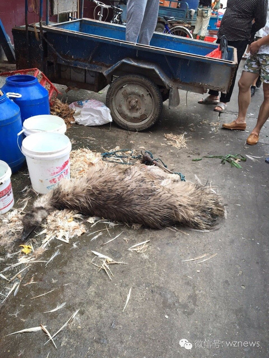 视频:温州一头大鸟被宰杀,网友讨论炸了!