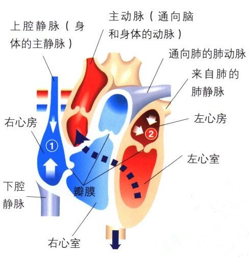 心臟是循環系統的發動機,它向全身各部位供應血液