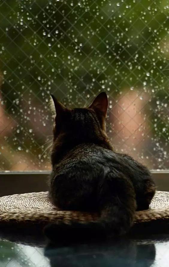 一本小说一杯热牛奶下雨天最适合坐在窗边,?是曾与你躲过雨的屋檐