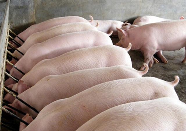 其实美国的养殖户一般采用一月一换的方式给猪搬家,因为给猪搬家可以