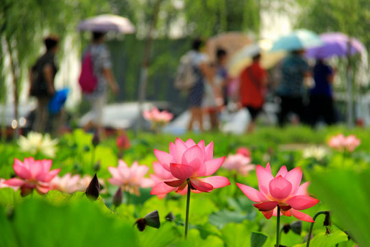 第十三届洛阳会盟荷花节开幕 万亩荷塘飘香(图)