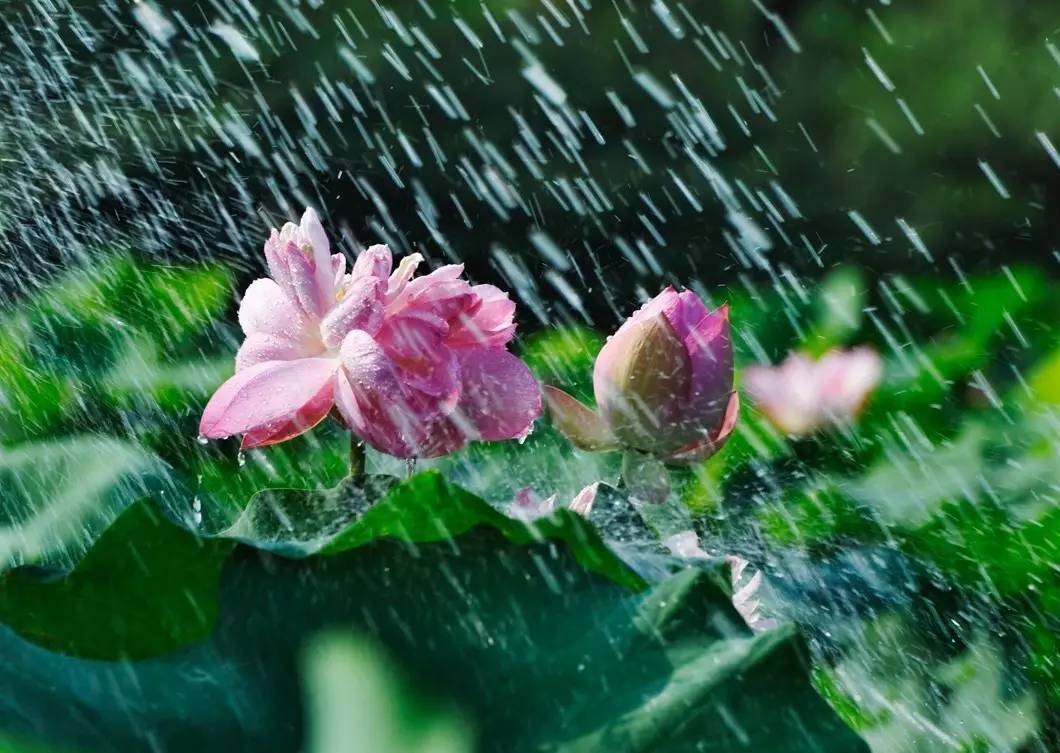 夏雨初晴美景的图片图片