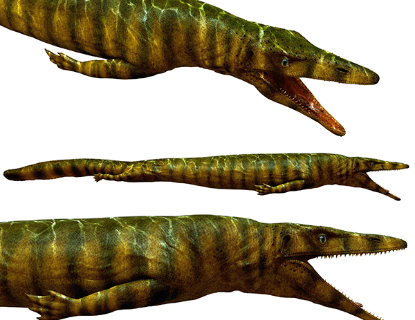 海蜥龙图片