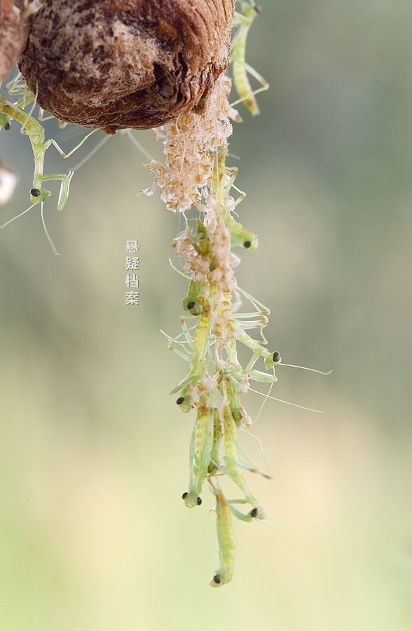 螳螂卵孵化过程图片