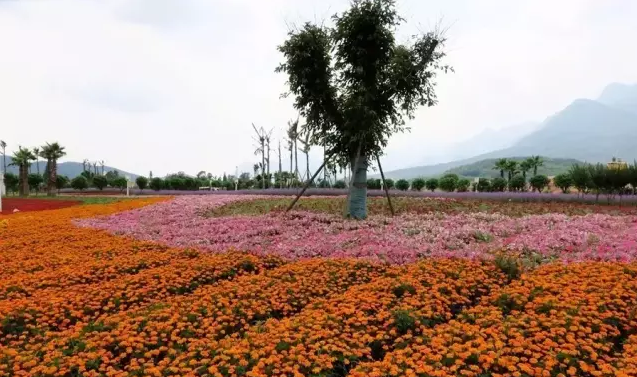 有谁认识这些花夏季花海江油爱情谷