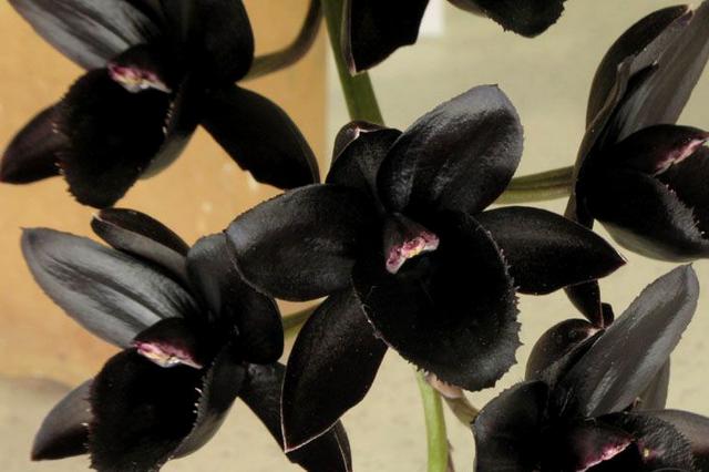 黑色花种类图片