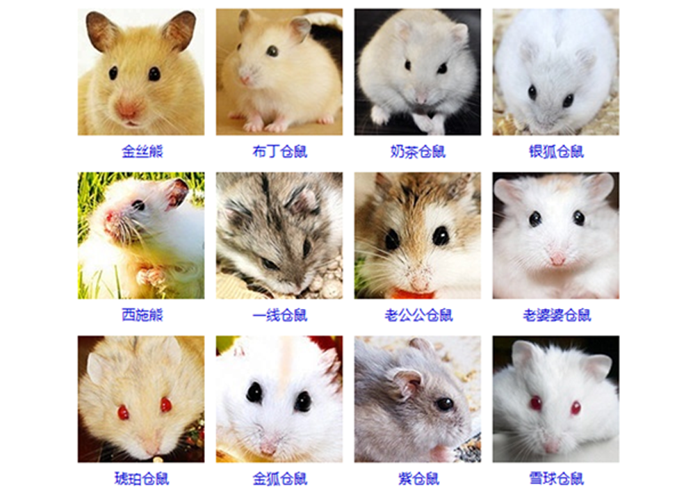 所有仓鼠的品种图片
