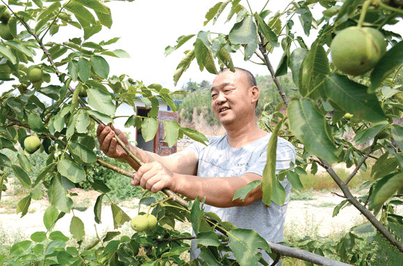 解荣军:荒山绿化初见果