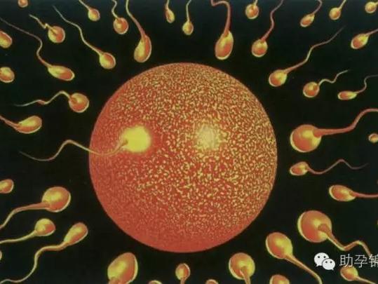 卵子受精的发育与着床 需要哪些条件呢