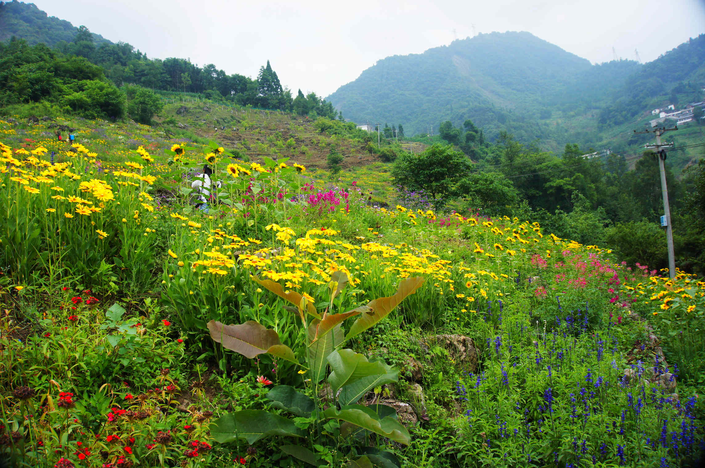 无为池—水栖花房—十二生肖桥—童花世界—蘑菇亭—精品花卉展示区