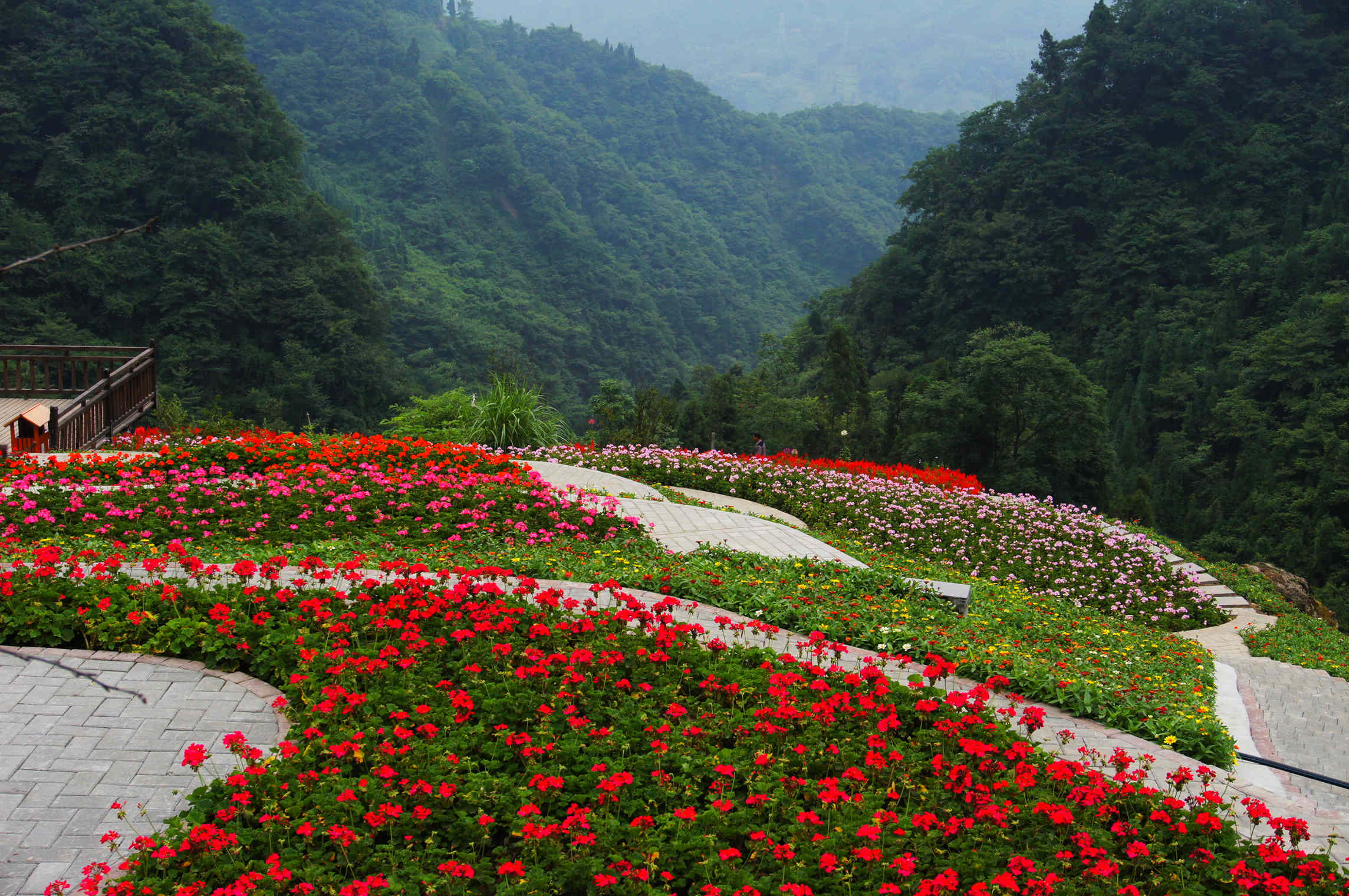 双流山谷花海图片