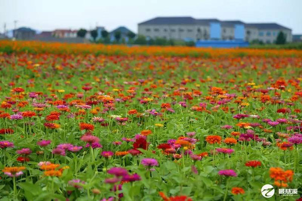 慈溪附海花海地址图片