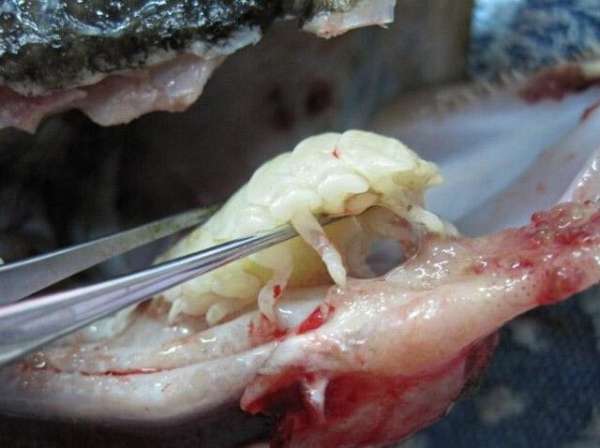 外星寄生虫真的存在?它们寄生在鱼的舌头上吸血