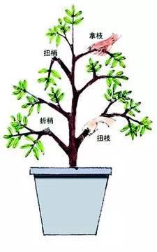 枝枝花怎么修剪?图片