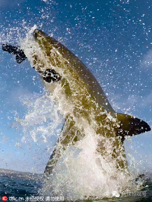 摄影师用食物引诱大白鲨?拍其跃出海面瞬间