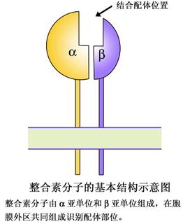 一家小公司用"新一代整合素"概念