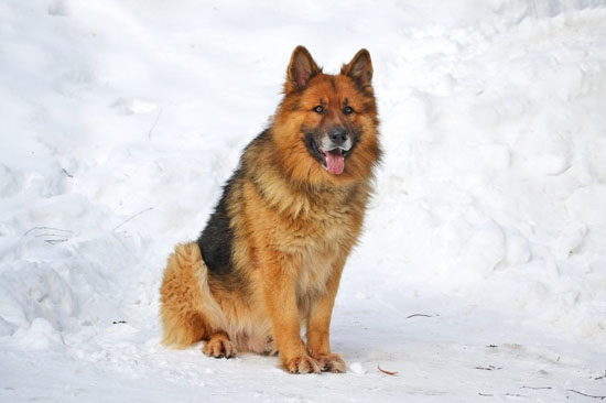 德国猎犬品种图片