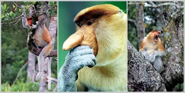 沙巴最标准性的动物莫过于长鼻猴,这种被称为大鼻子情圣的生物,只
