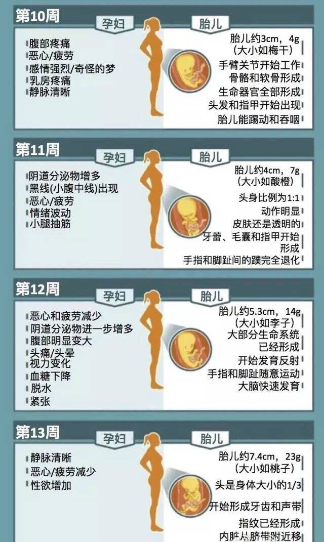 揭秘怀孕40周胎儿发育情况和孕妇的身体变化