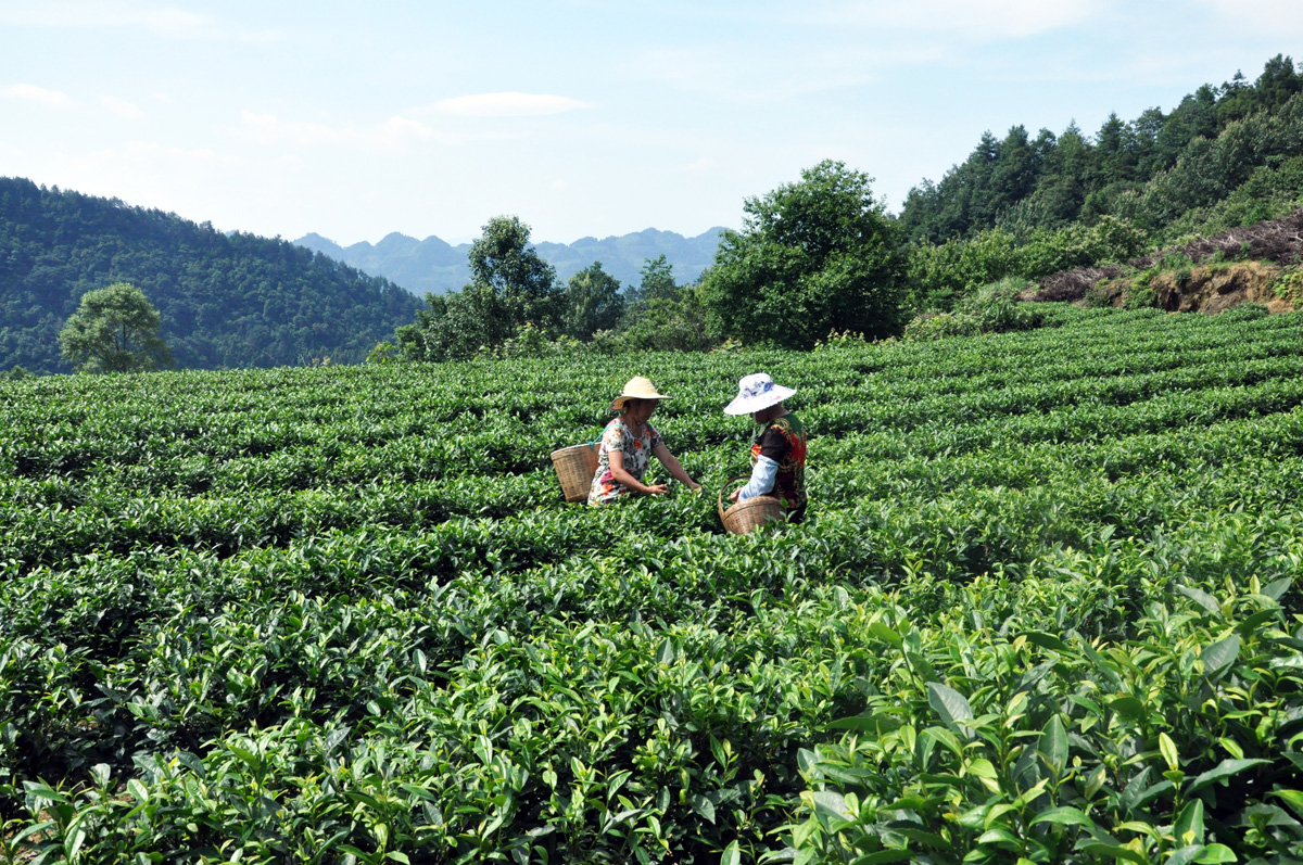 近日,古蔺县马嘶苗族乡茶园村的村民们正忙着在基地采摘新鲜茶叶