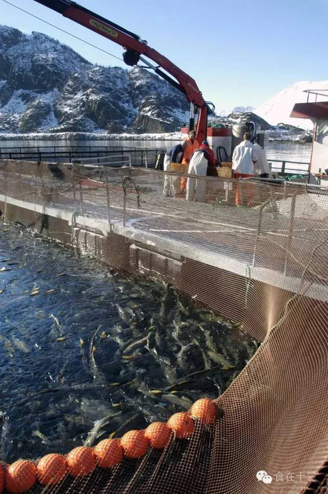 养殖三文鱼的寄生虫风险相对较低不过,养殖三文鱼因养殖地可能的污染