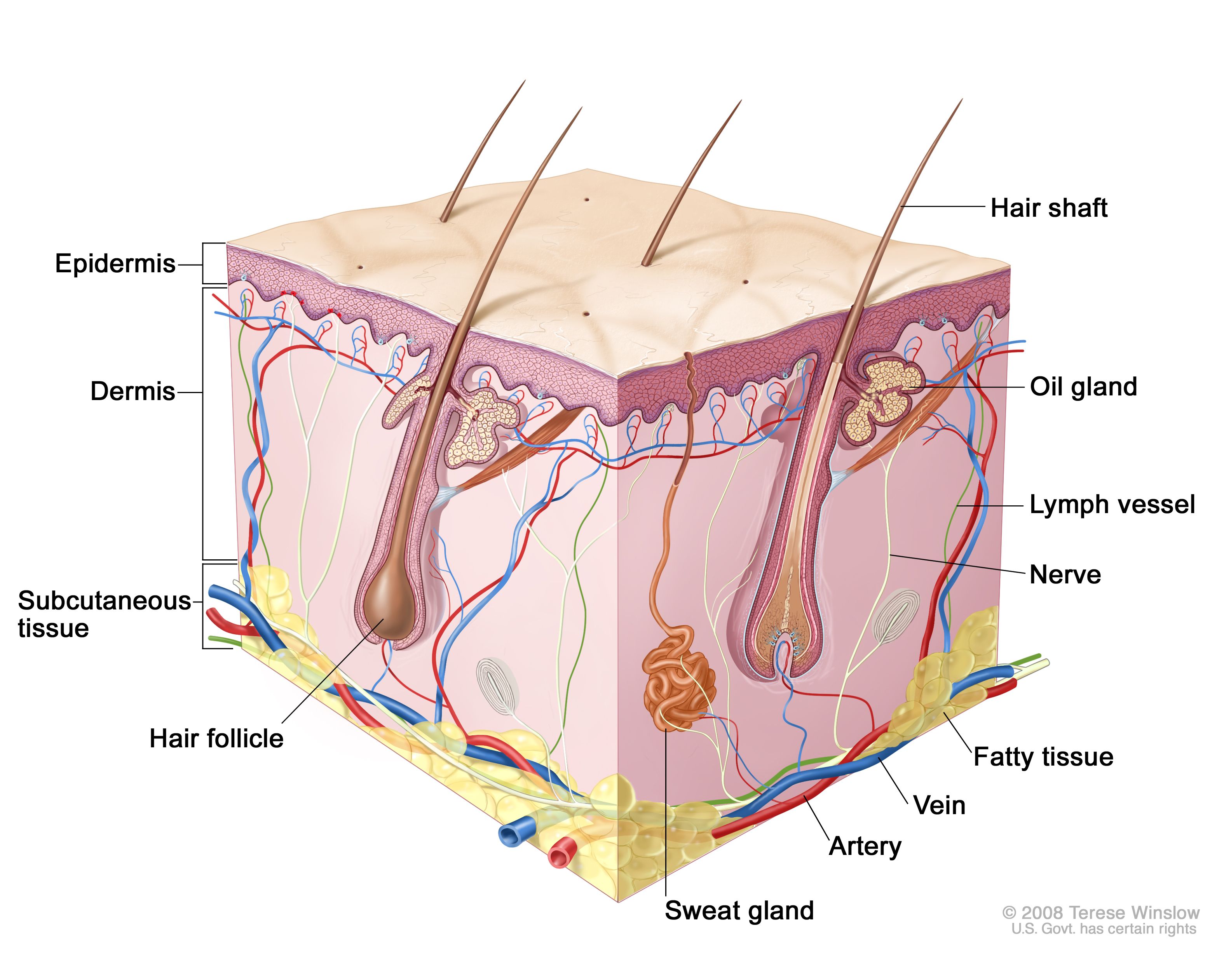 皮肤表皮细胞 五层图片