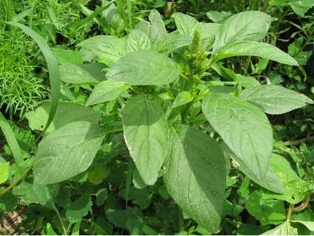 什麼野菜可以吃盤點野菜的好處