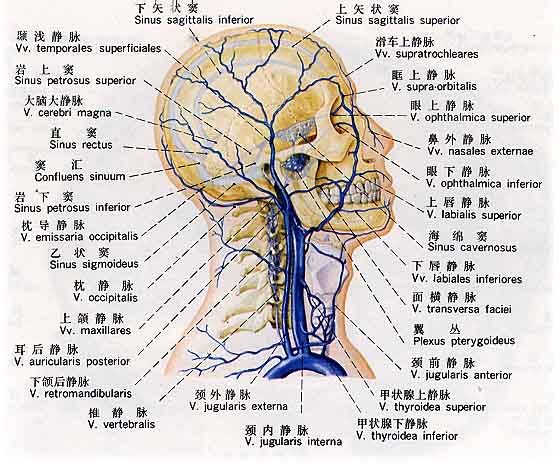 12对脑神经的分布图图片