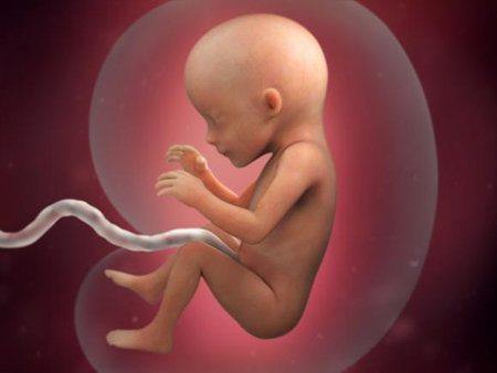 怀孕22周宝宝胎位图图片