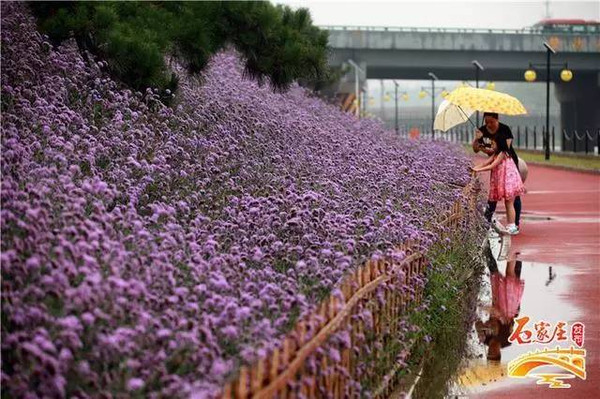 石家庄鹿泉区十里花廊正式开放!直接叫板滹沱河花海天路