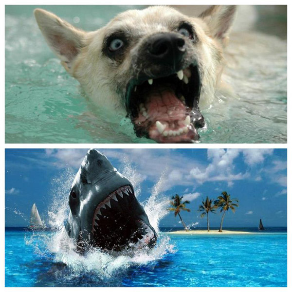 狗狗跟鲨鱼自拍头像图片